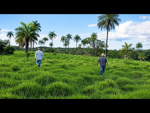 Baixou 15 mil reais em cada alqueire dessa fazenda que fica em Divinópolis Goiás (1.122 há)