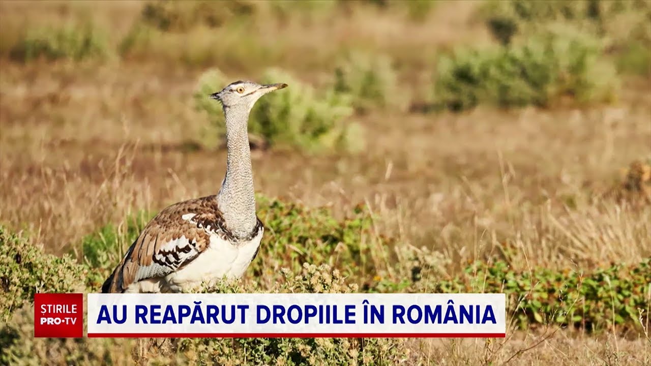 Cea mai mare pas?re zbur?toare din lume a revenit în România. De ce disp?ruse în anii ’90