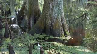 Tab Benoit- Nice and Warm