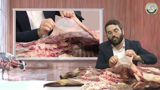 🐄 מסכת חולין בהמחשה חיה! דף ח' ע"ב: הנחת הכסלים - פרק 1 🍖 | הרב שמעון אופן בהמחשה ויזואלית 📸