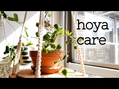 Basic Simple Hoya Care