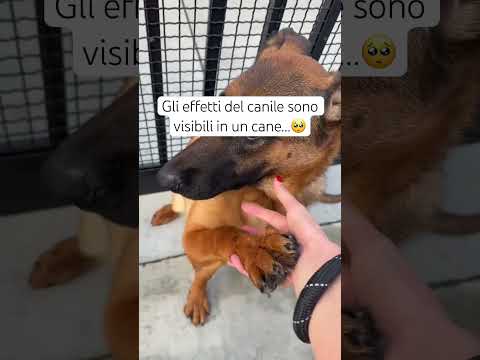 Gli effetti del canile 💔 #triste #abbandono #adozione #cane #canile #frustrazione #solitudine