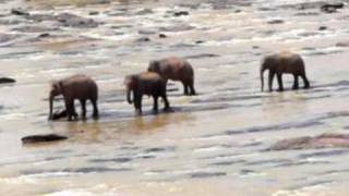 preview picture of video 'Our Holidays in Sri Lanka  - Elephant Orphanage at Pinnawala'