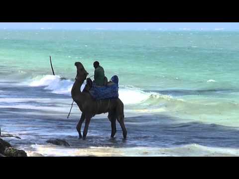 Kurios-  Kamel in Meeres-Brandung - camel in high tide