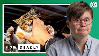 Cats: are you living with a killer? | REACTION