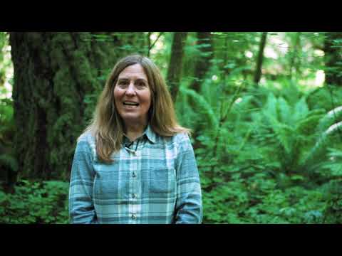 Layers of a Forest - YouTube