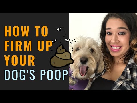Dog Runny Poop (Oh no! My Dog Has Soft Poop)
