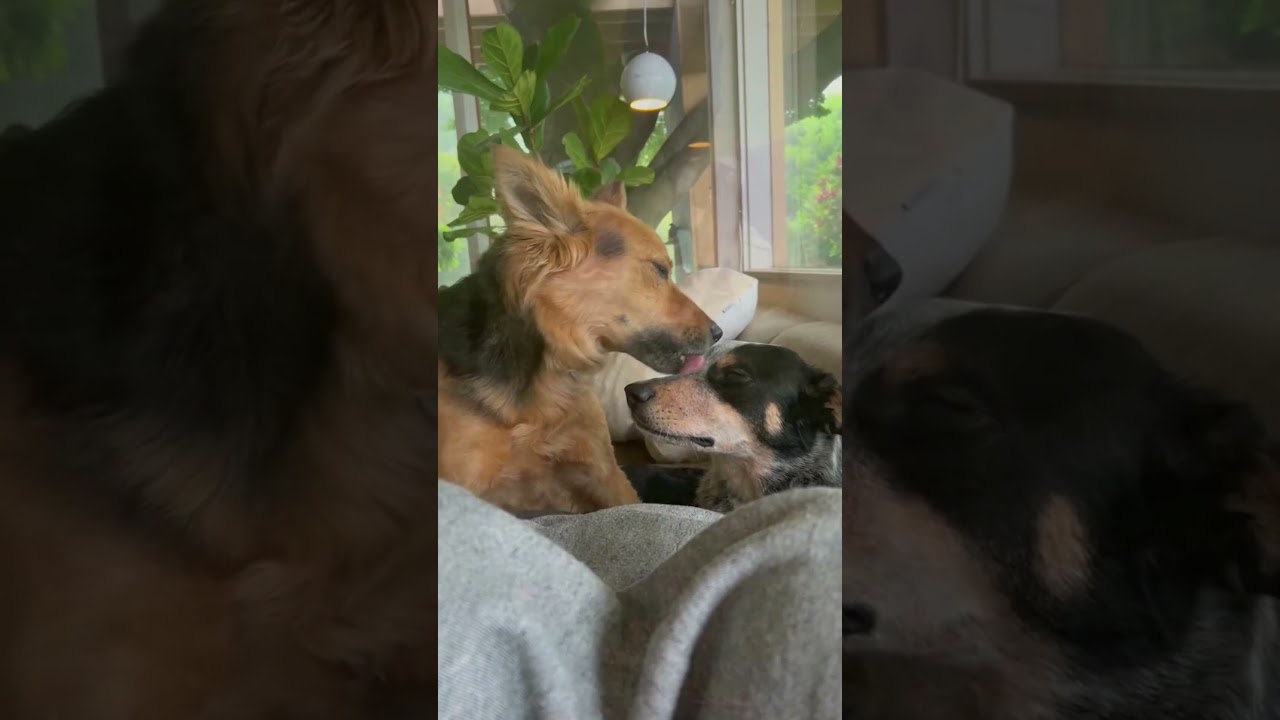Banks, an adopted mixed breed in Berkeley, CA video 6/6