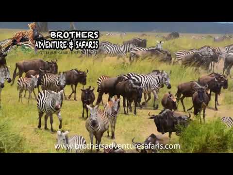 Zebra and Wildebeest Rooming freely || Serengeti National Park 