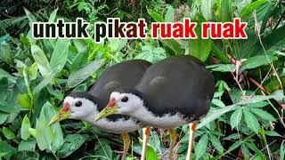 Download lagu SUARA PIKAT RUAK-RUAK BETINA ASLI AMPUH 2MENIT LANGSUNG DATANG  mp3