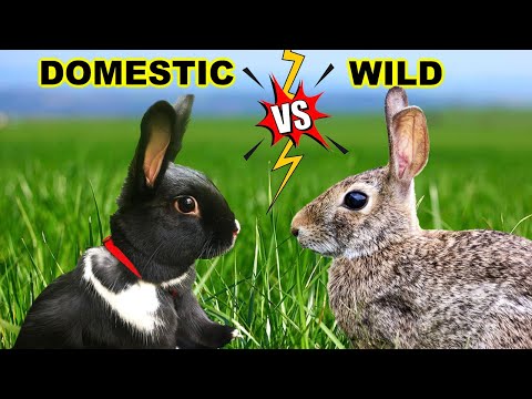 Wild VS. Domestic Rabbits: The Differences!