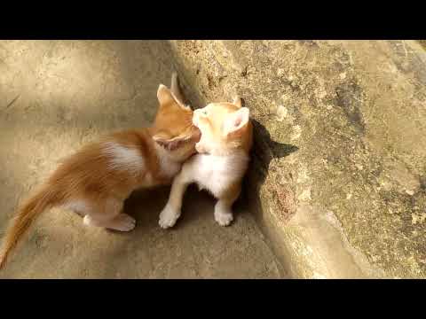 our Cat's collection ❤️