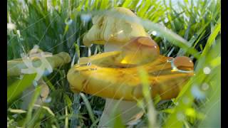 A Blade of Grass-Keith Emerson