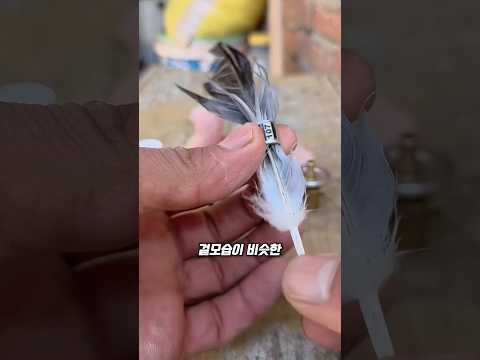 새끼 비둘기 다리에 링을 끼우는 이유