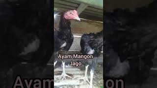 Download lagu Penampakan Ayam Mangon #ayammangon mp3