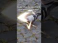Couldn't even beat a pigeon 🕊