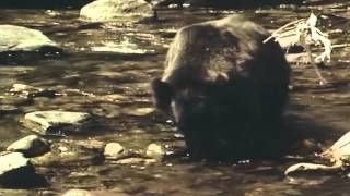 Thom Pace, Maybe (2010 Version). Ben Video (The Life And Times Of Grizzly Adams)