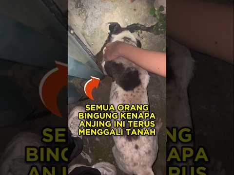 Anjing Ini Terus Menggali Demi Menyelamatkan Seekor Anak Kucing 🐶🐱