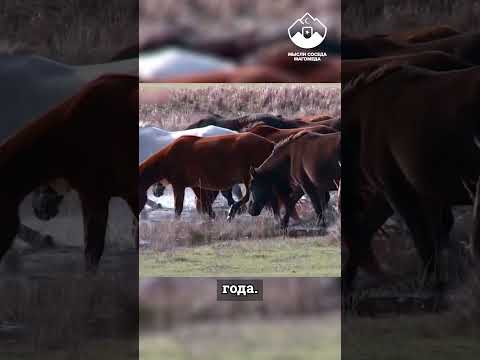 Инвестпроект, который лишает ногайцев будущего #shorts