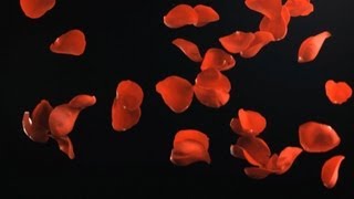 Free Slow Motion Footage: Falling Rose Petals
