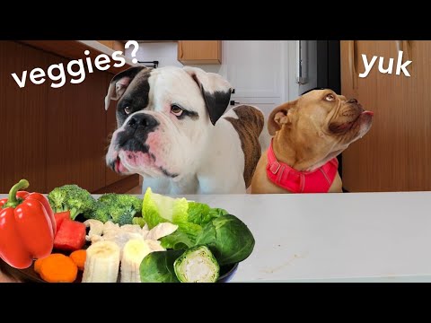 Bulldog Reviews Food With Girlfriend
