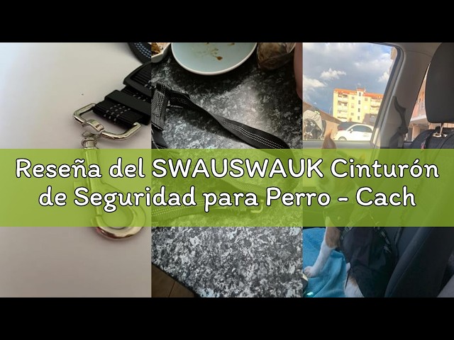 Vídeo relacionado con Collar para Perro Hebilla de cinturón de Seguridad Avengers Thor Hammer Acción Pose Galaxy Blues Blanco 15 a 26 Pulgadas 1.0 Pulgadas de Ancho, DC-WTH023-L