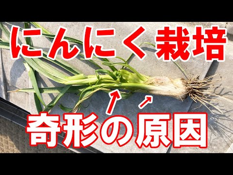 園芸 赤ニンニク、アフリカブラッドリリー、ハエマンサス・マルチフローラ