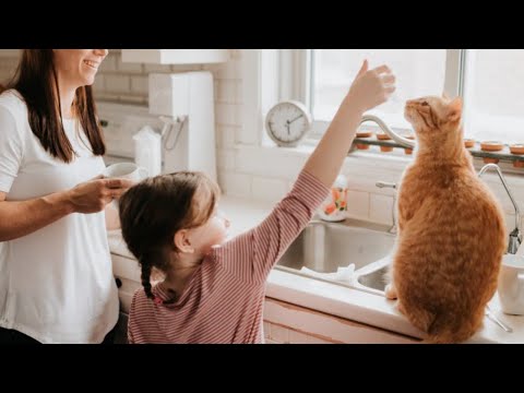 How to keep cats off kitchen counters? - Everything You Need to Know