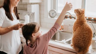 How to keep cats off kitchen counters? - Everything You Need to Know