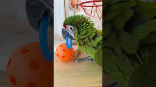 Great Green Macaw Goofing Off