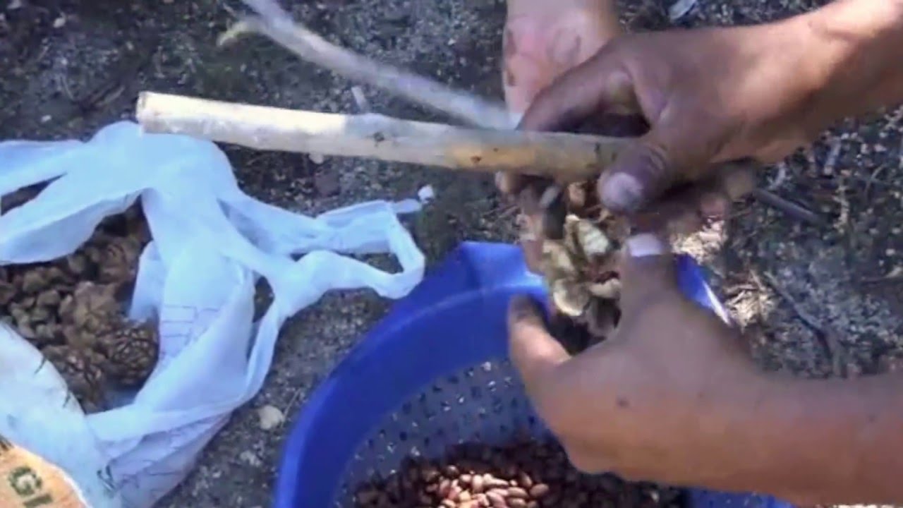 3 recoleccion de pinon