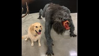 DOG VS. WEREWOLF MEME COMPILATION