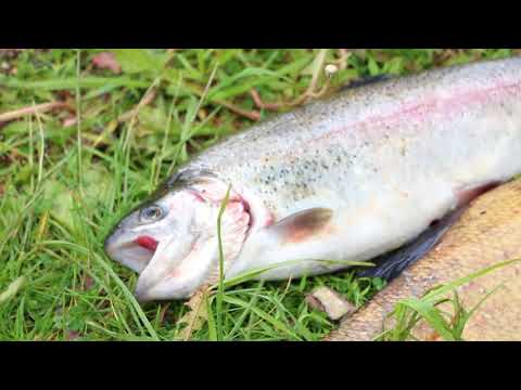 Sykkeessä | Kalassa kaikenpäivää