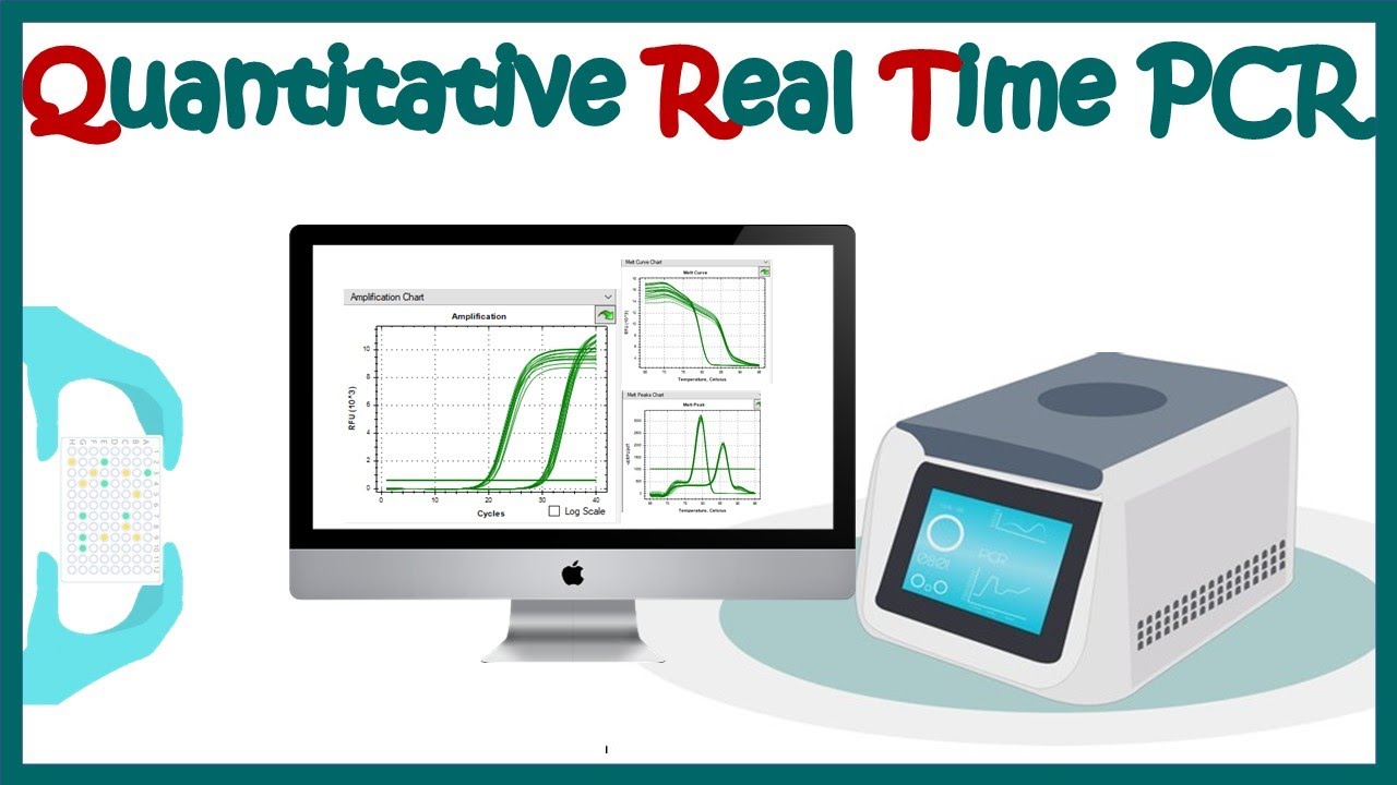 What is RQ in RT PCR? Tipseri