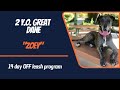 GREAT DANE / DOG TRAINING GREAT DANE / DOG TRAINING