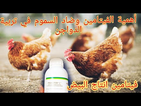 , title : 'تربية الدجاج البياض: فيتامينات ومضادات السموم الواجب العمل بها بشكل يومي في قطاع تربية الدواجن'
