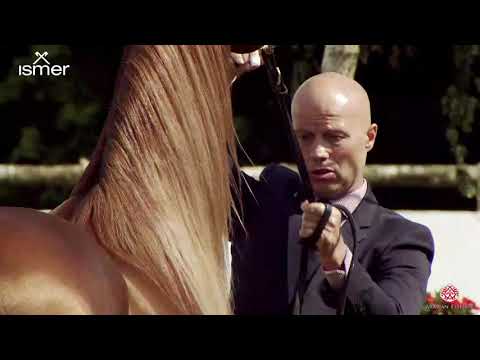 N 169 EL SHAAD   Strohen 2020 International Show   4 6 Years Old Stallions Class L