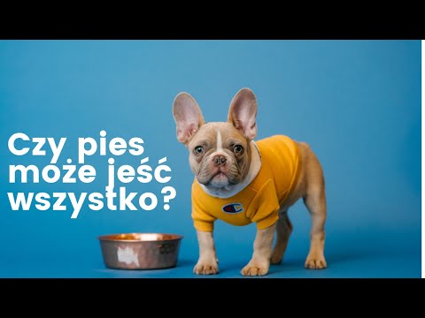 Czy pies może jeść wszystko?#PsiAktywnarodzina - Milosz Ploch- behawiorysta, dietetyk weterynaryjny