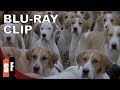 Puppy Overload