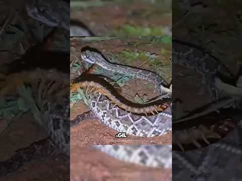 Combate rápido de Ciempiés Gigante vs Serpiente #short #animales