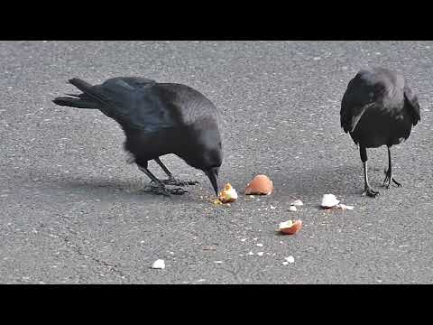American Crow Vocalizations: Female crow asks mate for food