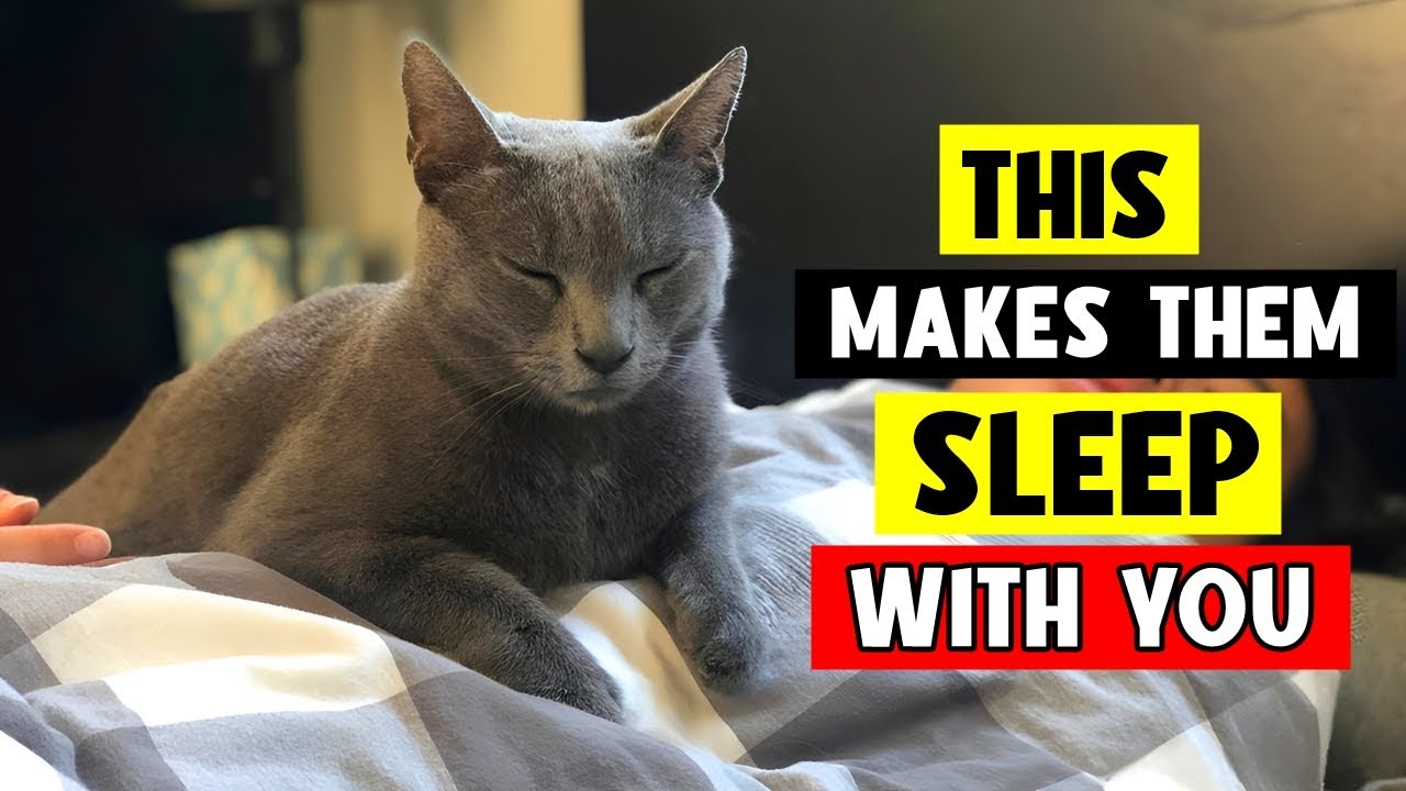 The ACTUAL REASONS Why Your Cat SLEEP With YOU! 😴