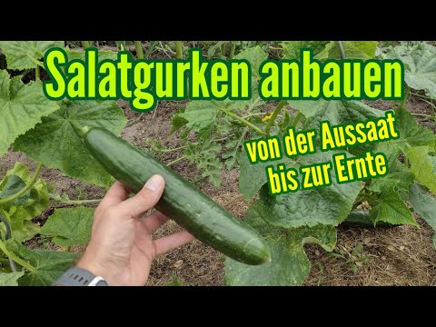 , title : 'Salatgurken anbauen Von der Aussaat bis zur Ernte Pflege Gurken Pflanze'