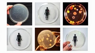 Smelfies, and other experiments in synthetic biology | Ani Liu