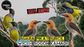 Download lagu SUARA PIKAT BURCIL | ANAKAN KORLAP, KAMADE KOMBINASI SOGON 💯 AMPUH mp3 Download lagu SUARA PIKAT BURCIL | ANAKAN KORLAP, KAMADE KOMBINASI SOGON 💯 AMPUH mp3