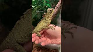 手に乗るのが大好きです🦎#爬虫類