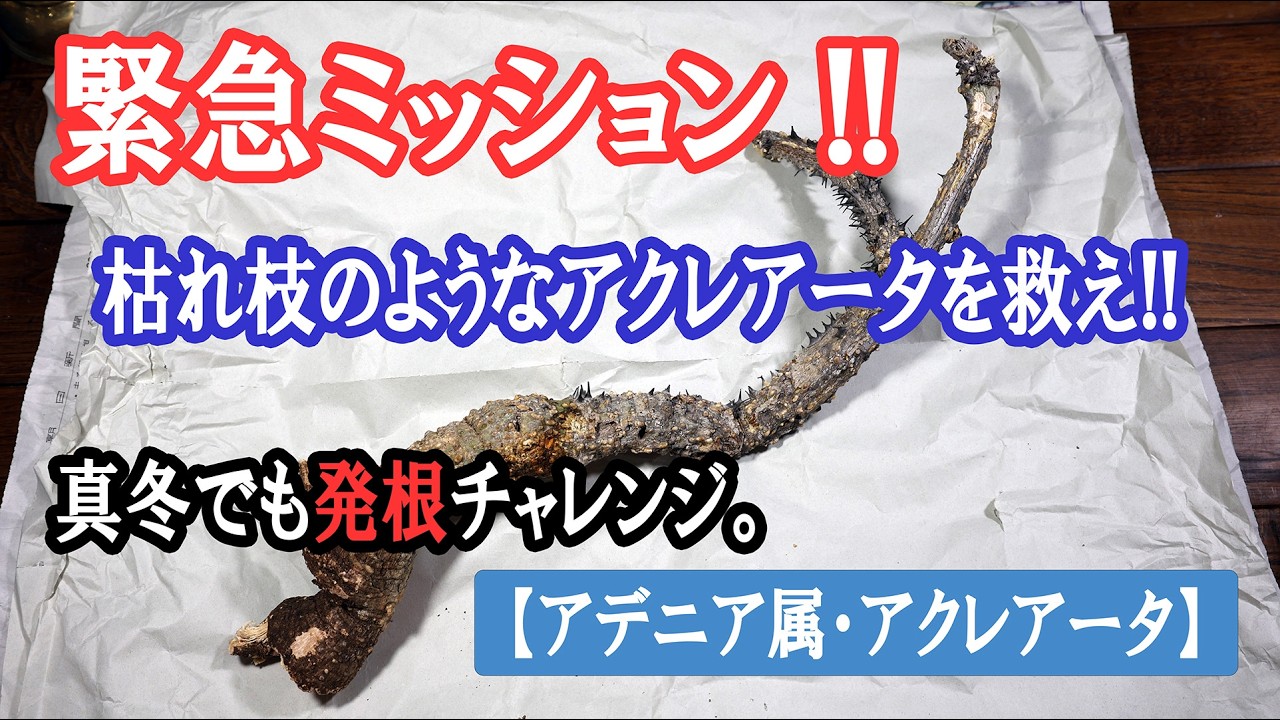 緊急ミッション「真冬にアクレアータを発根させよ！」