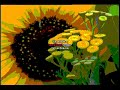 Sample AVS Video Effects