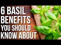 6 Basil Benefits You Should Know! | Health benefits Of Basil And Uses