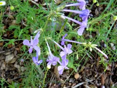 Cochise Stronghold State Park Video 1